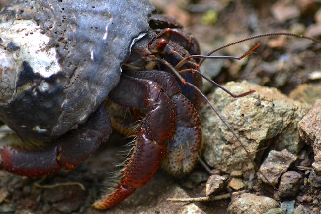hermit-crab.JPG
