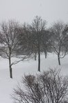 Trees in Snow sm.jpg