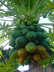 Papayas.jpg (45.47 KiB) Viewed 2965 times Papaya cluster