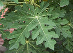 Papaya leaves.jpg (144.66 KiB) Viewed 2965 times Papaya leaves