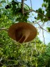 hat at little lameshur.jpg