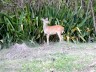 deer at lameshur ruin.jpg