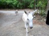 lameshur donkeys.jpg