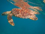 turtle reflection