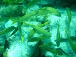 day 2 - yellow fish.jpg
