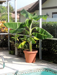 banana_tree11.jpg