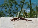 day 2 - battling lizards 1.jpg