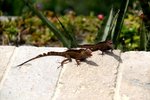 day 2 - battling lizards 4.jpg