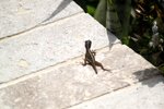 day 2 - battling lizards prize.jpg