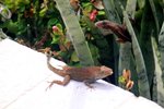 day 2 - battling lizards 5.jpg