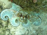 last years Octopus at G. Lameshur