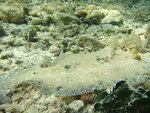 Flounder.JPG