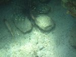 Lionfish in deep water