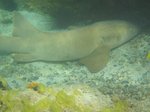 nurseshark.JPG