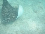 eagleray2.JPG