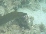morayeel.JPG