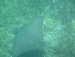Klein Eagle Ray