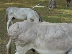 fat donkeys.jpg
