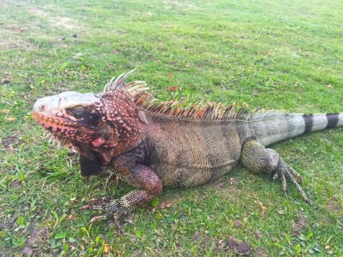 Pink Iguana
