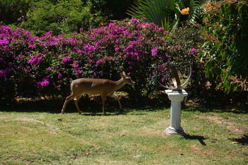Visitor 1.jpg (883.58 KiB) Viewed 3821 times Deer by the sundial