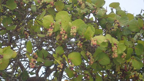 A Bumper Crop