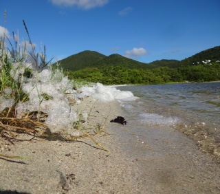 Looked like snow at the Salt Pond.