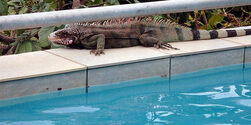 coqui_iguana.jpg